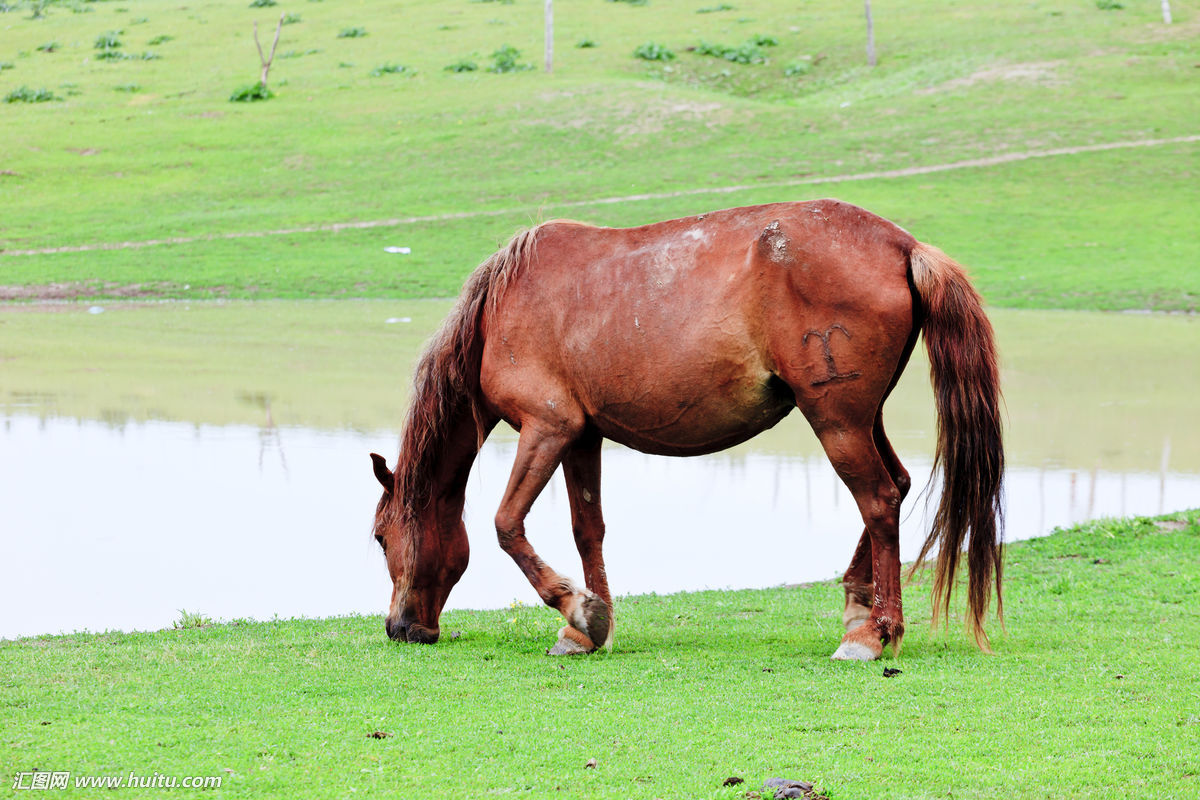 新疆马业 - 马匹详情